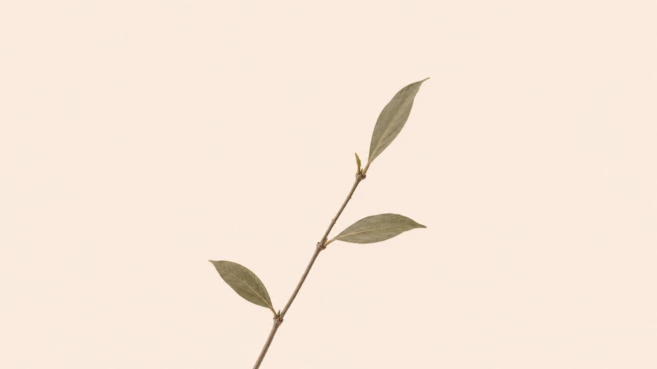A slender sprig of laurel leaves against a pale background
