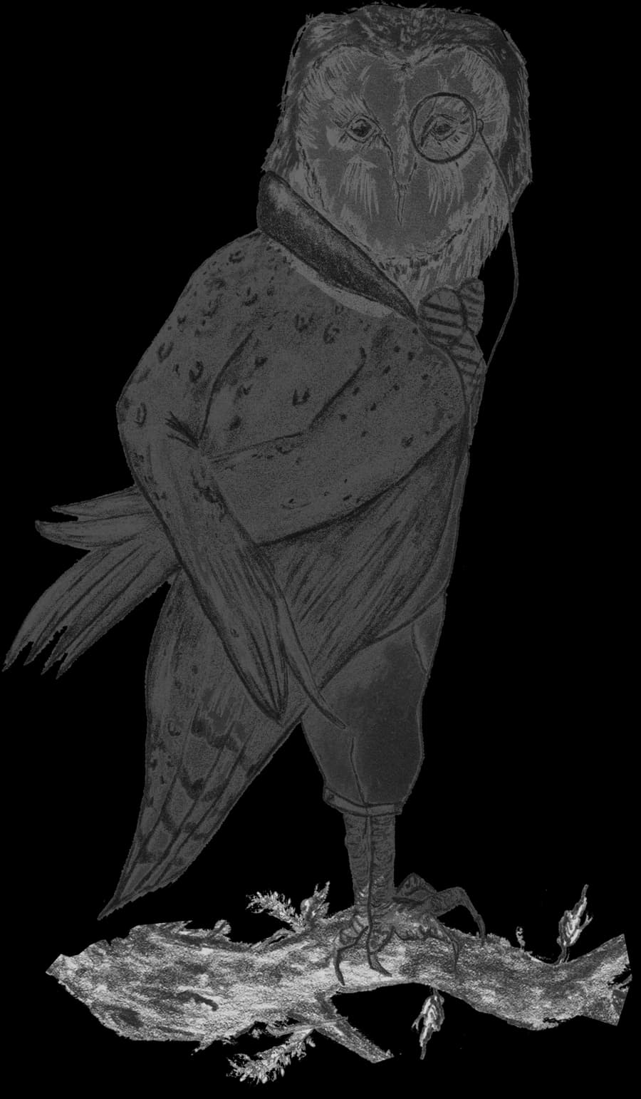 Ilustração a lápis da coruja da Canning's com um monóculo, pousada num ramo